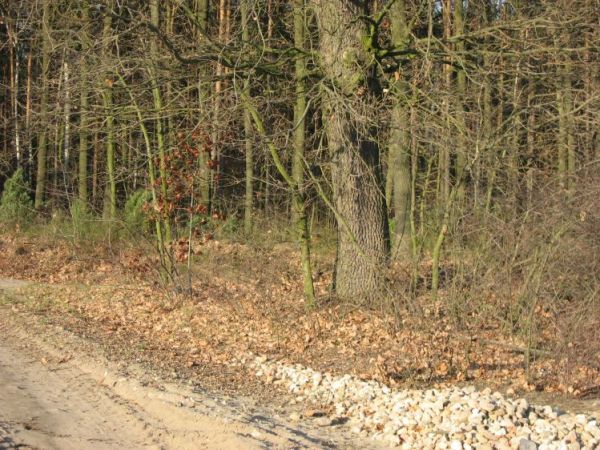 Lasy otaczające gm. Brąszewice obfitują w bardzo duże ilosci grzybów.