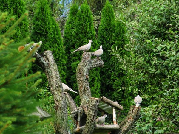 zdjecie Pietrzykowice