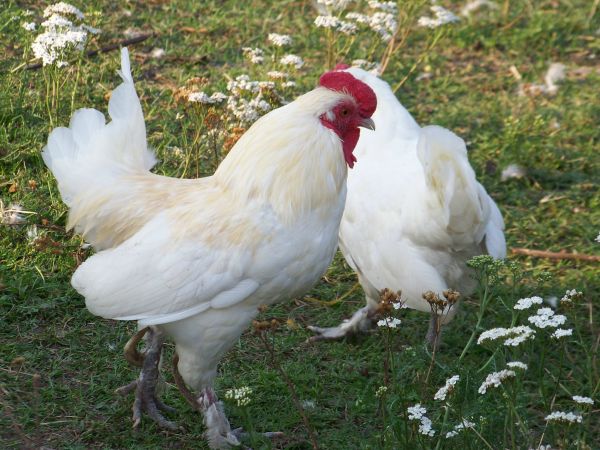 Rycerz z potężnymi ostrogami adorujący damę swego serca.