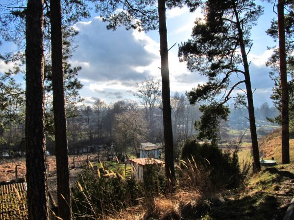 Za lasem są ogródki działkowe "Malina" położone bezpośrednio nad Wdą