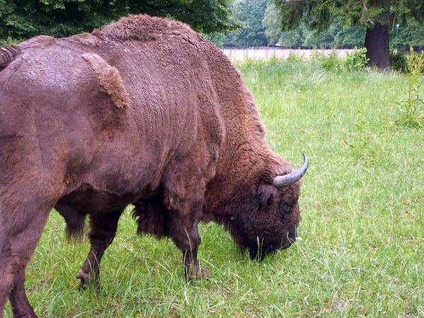 zdjecie Białowieża