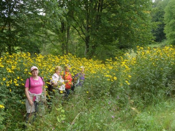 rudbekia naga, nazywana też roztocznica naga - jest gatunkiem inwazyjnym, często uprawiana w ogrodach i cieszy nasze oczy oraz wzbogaca ogrodową różnorodność, t
