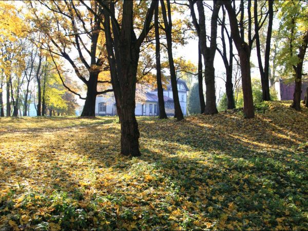 Park w Medyce − pochodzący z drugiej połowy XVI wieku (z reliktami z XIV i XVI wieku).