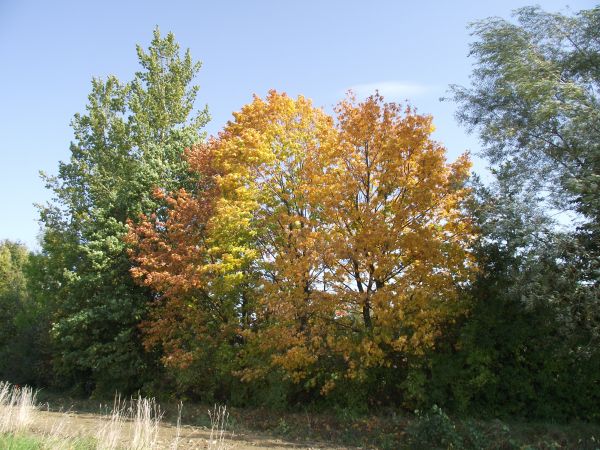 na skraju parku dworskiego "na Chmurówkach" - tu na granicy z areałem pól uprawnych, jesień nastała i barwami mieni, obdarza.
