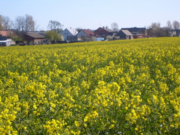 Rogaczewo - widok z tyłu