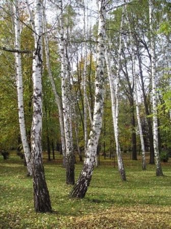 Goczałkowice Zdrój. Park Zdrojowy.