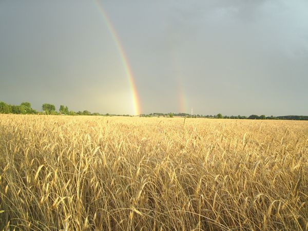 Po ciepłym letnim deszczu...