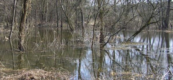 Rezerwat Świdra w czasie roztopów