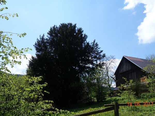 Cisy Raciborskiego w wiosennej odsłonie.