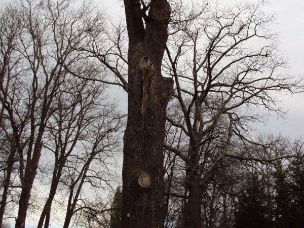 pośród pomnikowych drzew w parku pałacowym, w dole wartki nurt rzeki San.