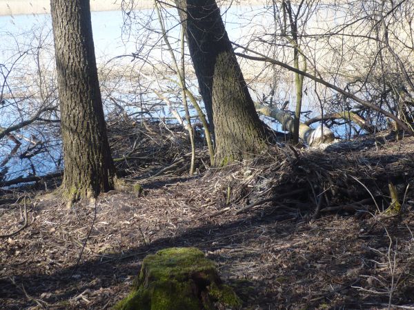 Cd Bobry :) Kopiec boberków