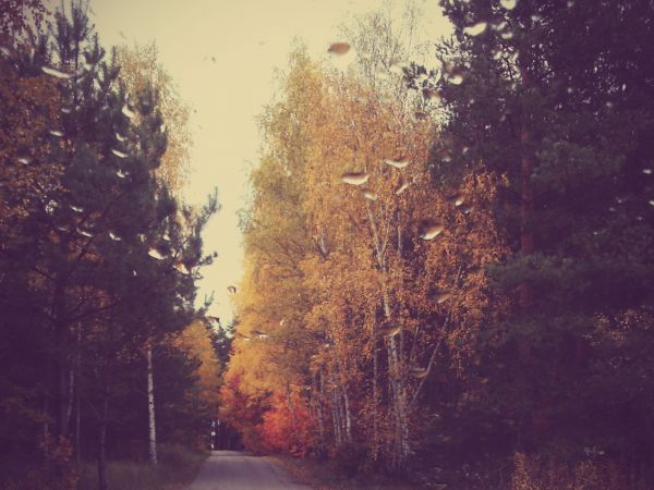 Piekne kolory jesieni