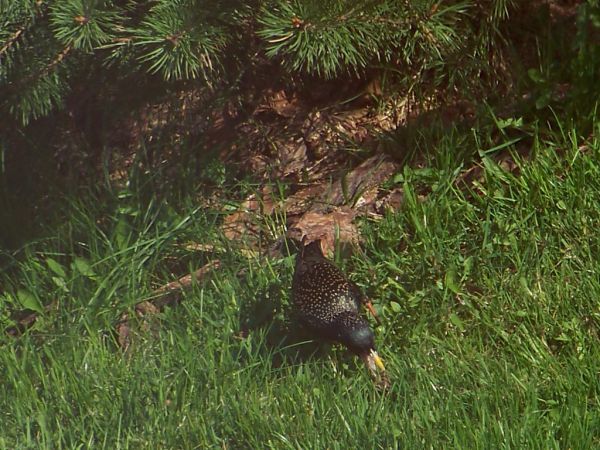 szpaki odlatują wiadome od lat