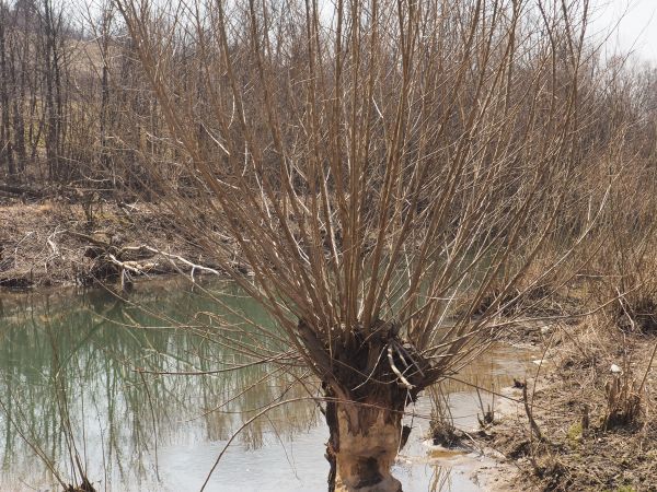 cóż to takiego ? - tropy jakoweś ! - a winnego nie widać, nie słychać, nie czuć !