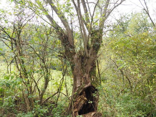 przy Szlaku Siedmiu Strumieni : przez Rapiska - Kaliszcze do Zabrodzia.