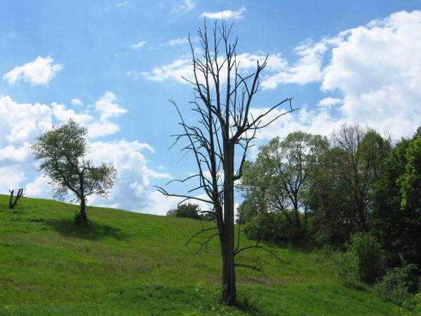 coś musiało spowodować, iż ten niemy świadek historii żywota dokonuje, może mrozy - bo pień drzewa nosi czytelne ślady symetrycznego rozpołowienia, może piorun