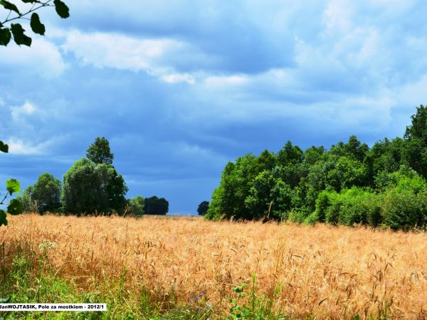 Pole za rzeczką Biała Woda na moment przed burzą