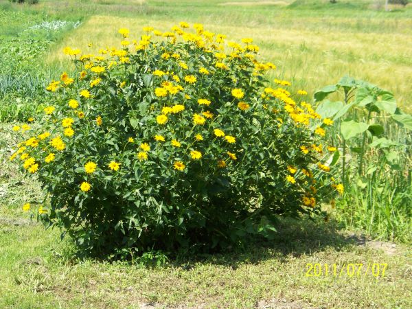 Żółta wyspa na zielonej trawie