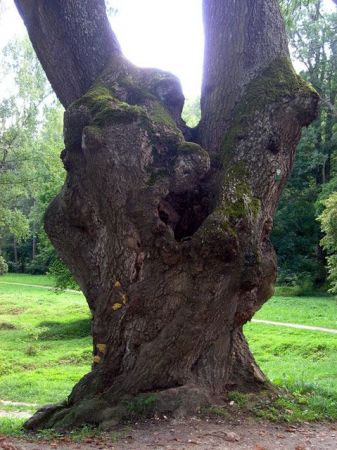 Korzkiew, drzewo parkowe w okolicy Zamku [fot. Grzegorz Wojtas]
