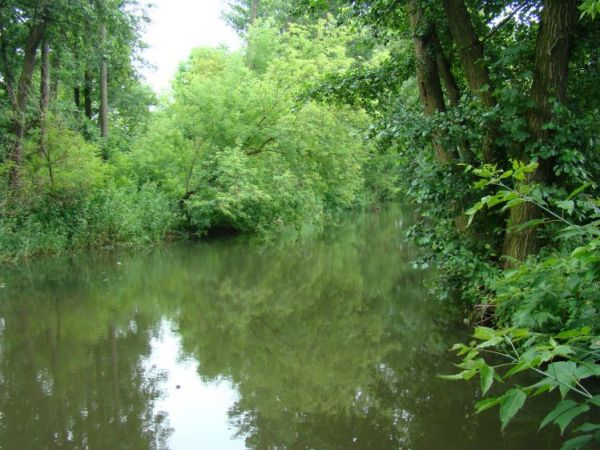 Rzeka Okrzejka w Woli Życkiej