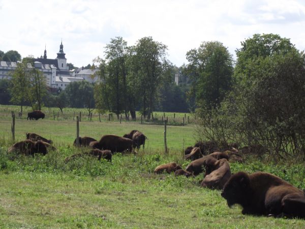 stado bizonów pana Popiela - właściciela pałacu i gospodarstwa, zespół stanowi dziś centrum kultury Dzikiego Zachodu z jedyną w Polsce hodowlą amerykańskich biz