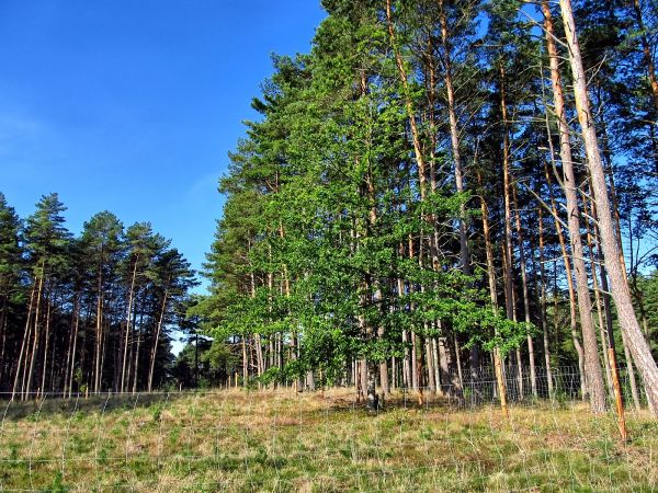 Las nad jeziorem Szarmachy