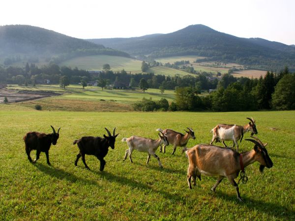 zdjecie Stary Gierałtów