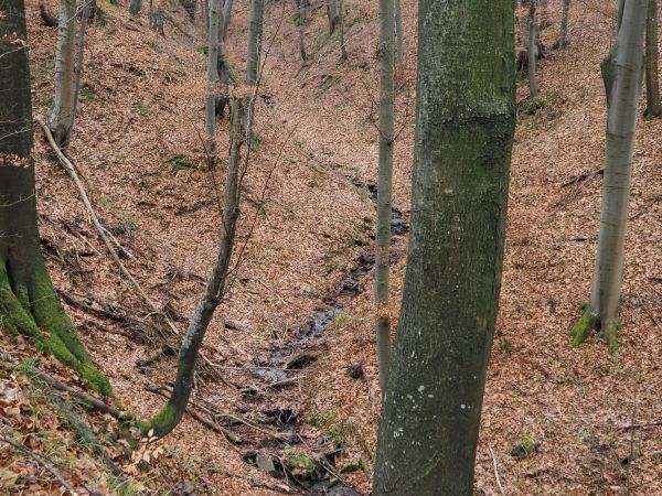 woda w strumieniu z "nutą" solankową, w miejscach bardziej dostępnych służy jako wodopój leśnych zwierząt. Strumyk dalej przez wieś przepływa - no i panie gospo