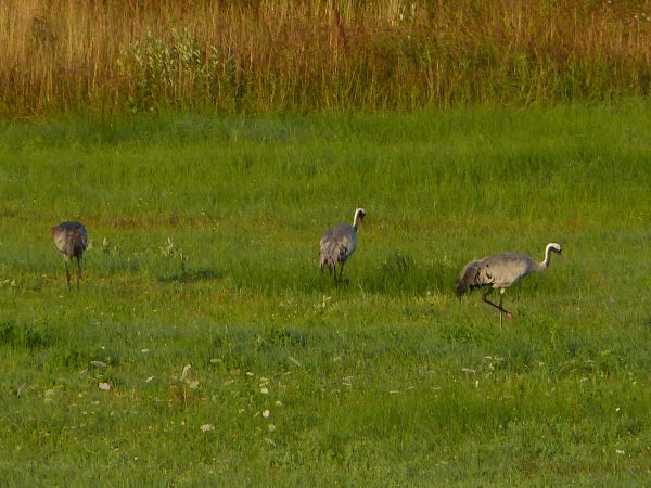 zdjecie Białowieża
