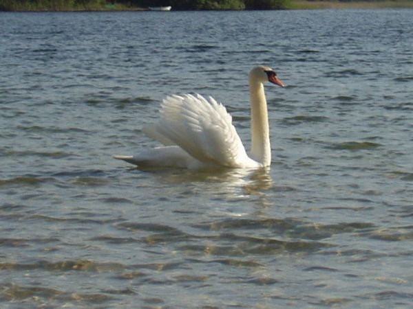 Ptasi patrol po jeziorze Tryszczyń