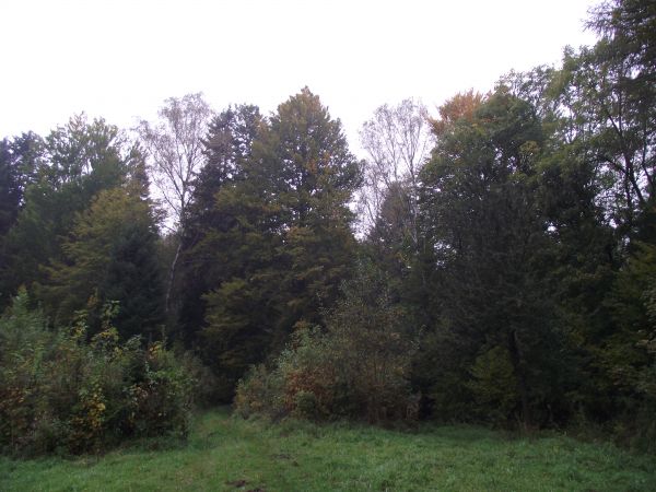 w celu zachowania bioróżnorodności w ekosystemach wykonywane są zabiegi zwalczające sukcesję leśną przez wykaszanie łąk tradycyjnymi metodami i systematyczne od