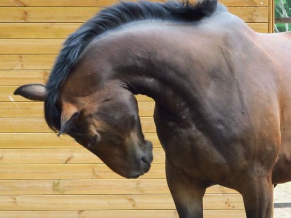 Kaszuby Borsk łąka konie