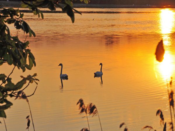 Stawy hodowlane Wielikąt k/Lubomi