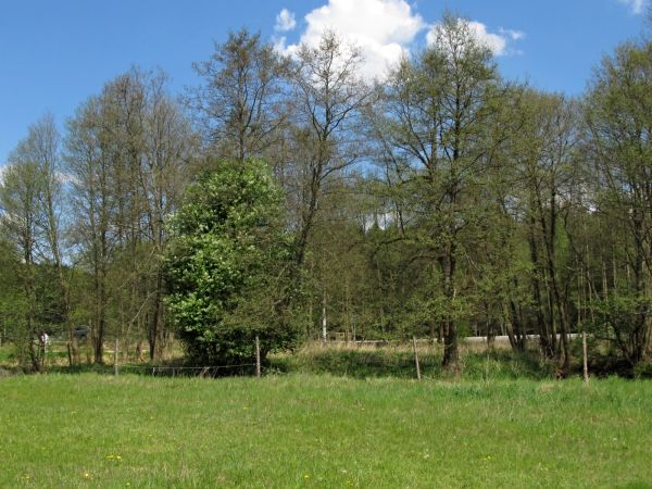 Kanał rzeki Wdy oraz teren nad nim położony