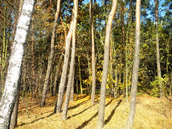 zdjecie Wola Wężykowa