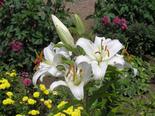 zdjecie Kończyce Małe