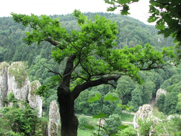Widok z jaskini ciemnej w ojcowie 2011