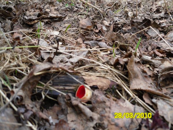 Skarby Puszczy Boreckiej