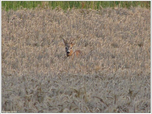Zdjęcia Mikołajów