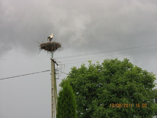 Gniazdo bocianie na słupie energetycznym.