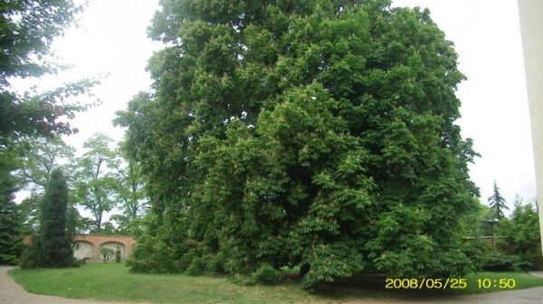 Olbrzymi kasztanowiec przed klasztorem