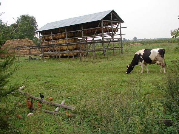 Zdjęcia Wólka Starzyńska