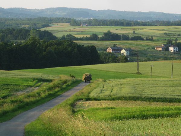 Pierwsze sianokosy, Czerwiec 2015