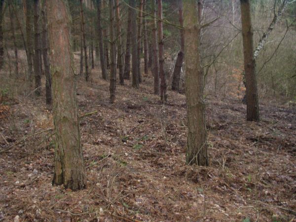 Uwierzcie mi, na tym zdjęciu jest lis.
Proszę wytężyć wzrok.