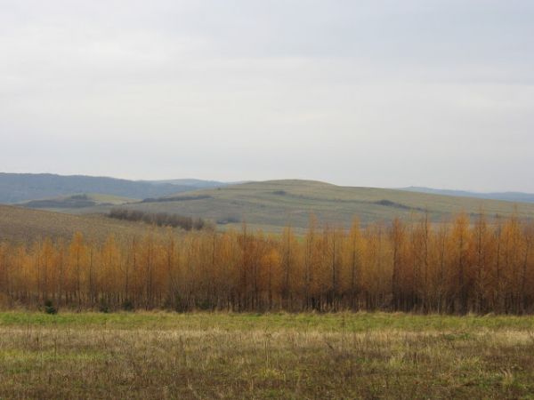 gdzie spojrzysz - tam ładnie ! n/z w oddali odkryta wierzchowina g. Wysoka - 385m npm a dalej przykryte czuprynami lasów pasma Pogórza Bukowskiego.