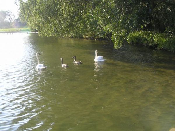 Dostojne ptaki cieszą się urodą tego miejsca.