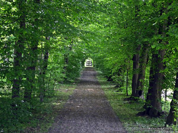 Kraczewice. aleja w parku przy pałacu wybudowanym w latach 1912 - 1914 przez niemiecką rodzinę Gerliczów. Foto. Krzysztof Goleń