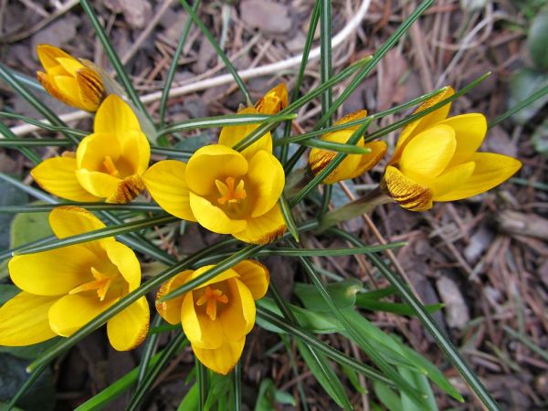 zdjecie Pietrzykowice