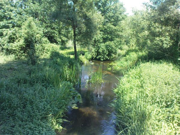 Rzeczka Orla od kierunku Radzicza.