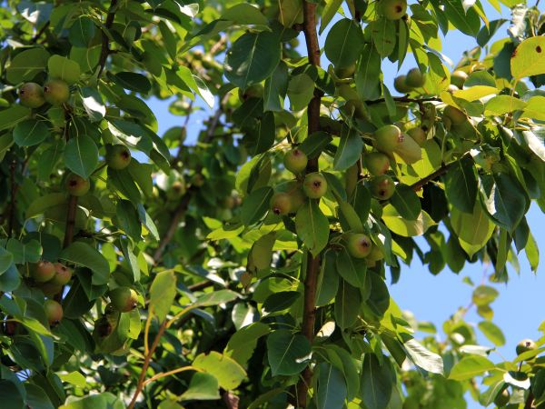 zdjecie Chrzczonowice